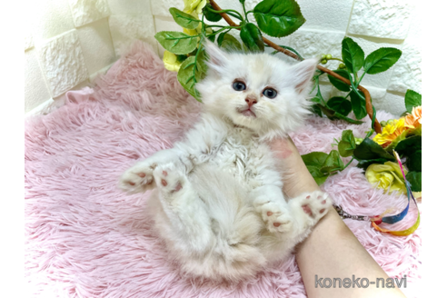 成約済の埼玉県のスコティッシュフォールド-96926の4枚目